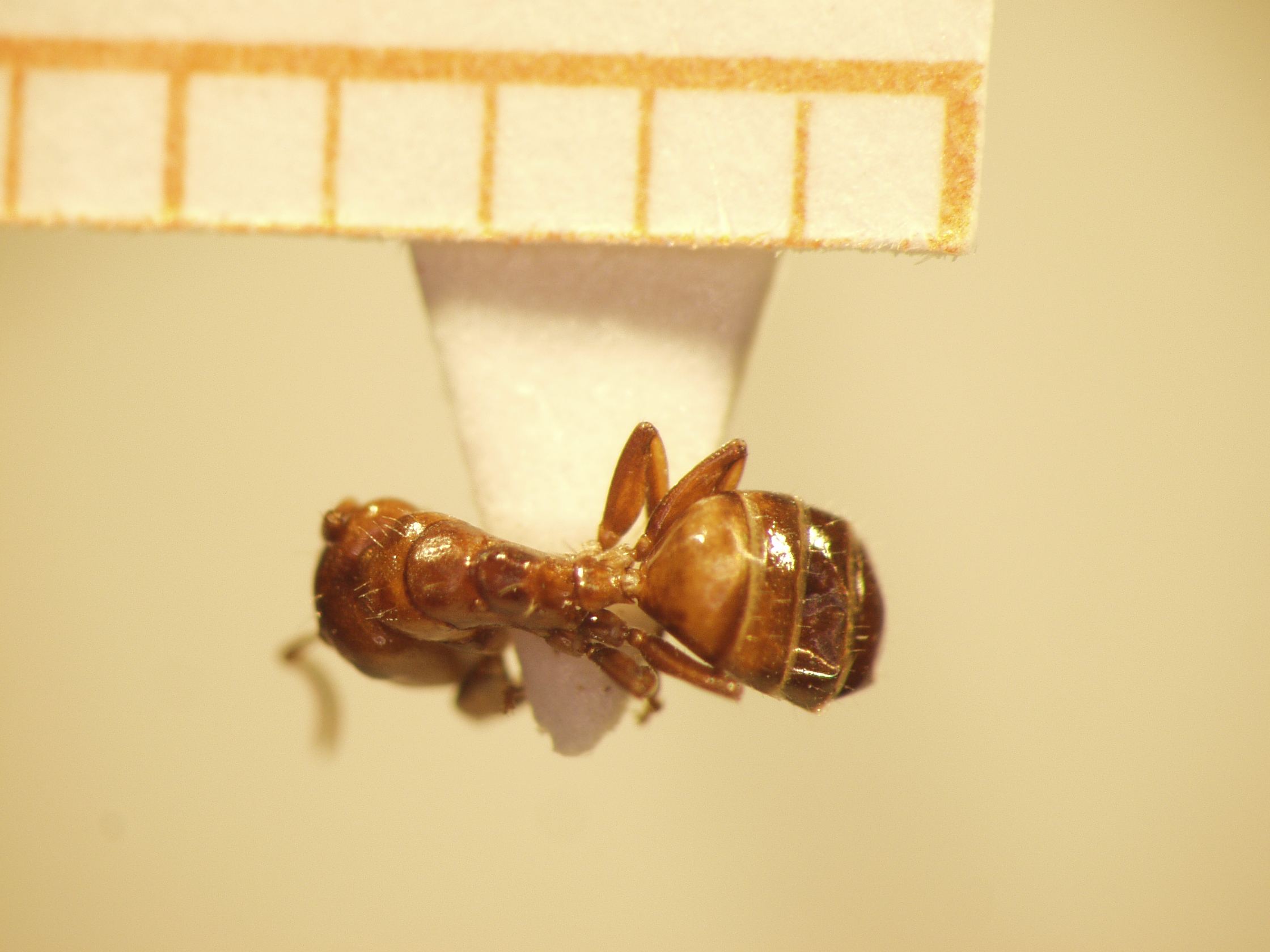 Camponotus 60 dorsal