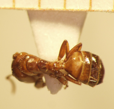 Camponotus 60 dorsal