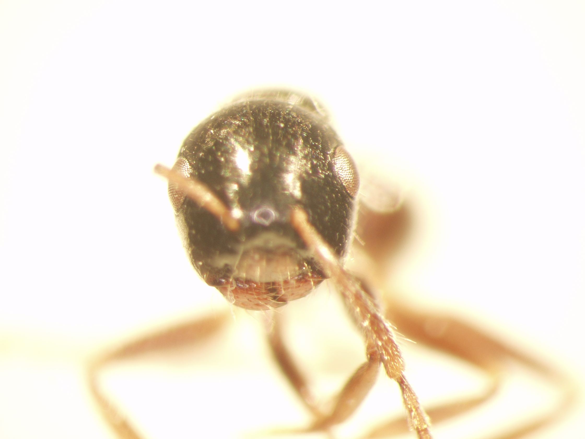 Camponotus 61 frontal