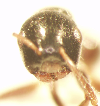 Camponotus 61 frontal