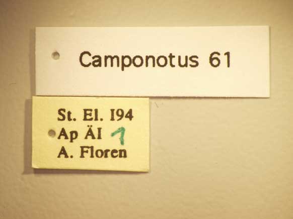 Camponotus 61 Label