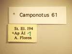 Camponotus 61 Label