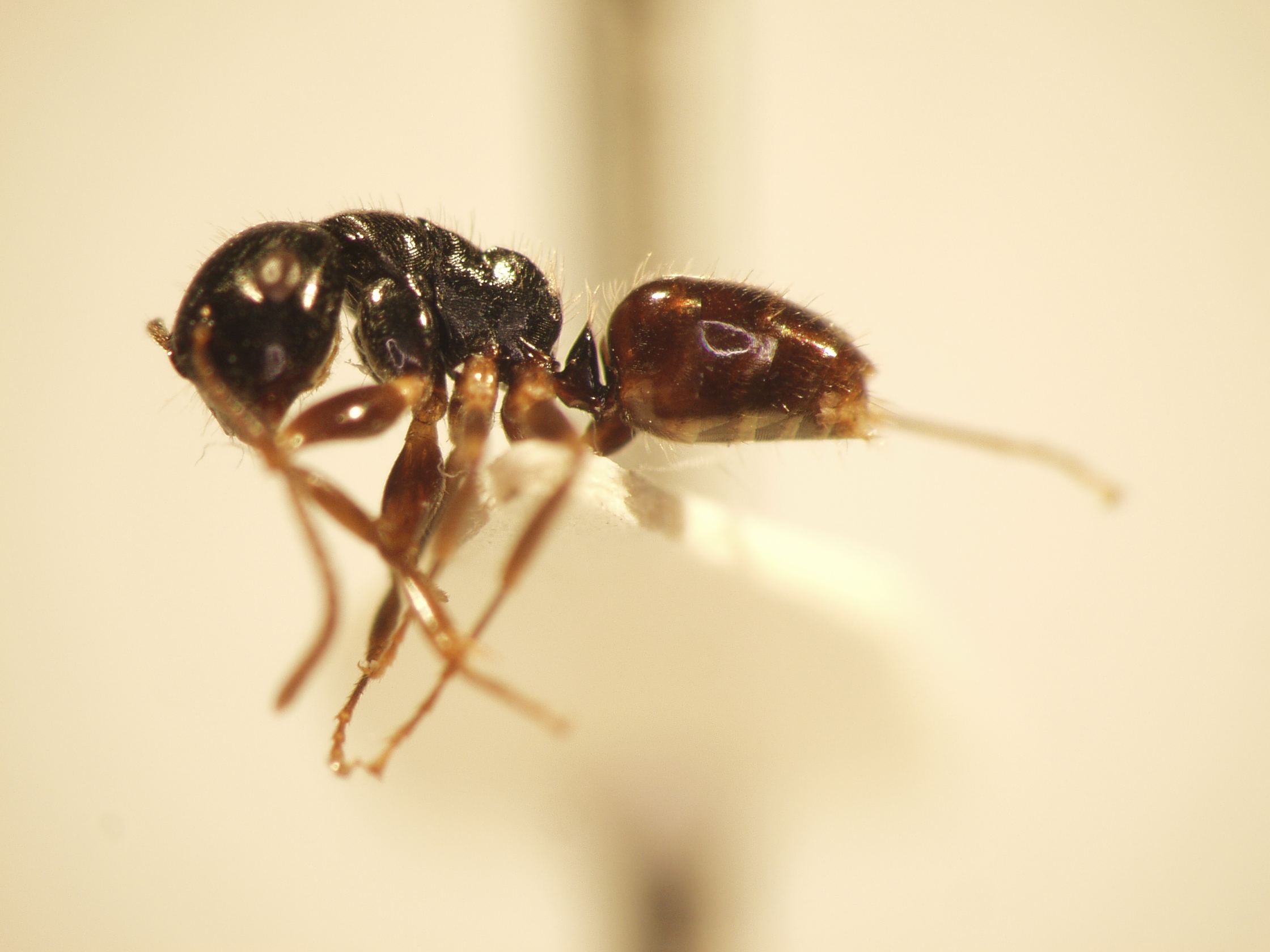 Camponotus 61 lateral