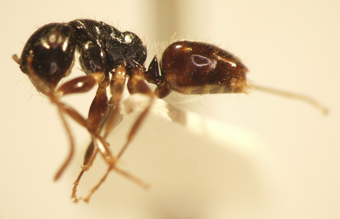 Camponotus 61 lateral