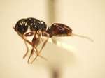 Camponotus 61 lateral