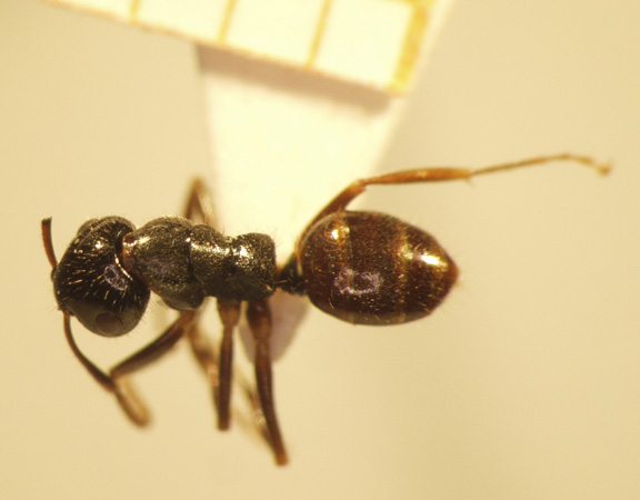 Camponotus 61 dorsal