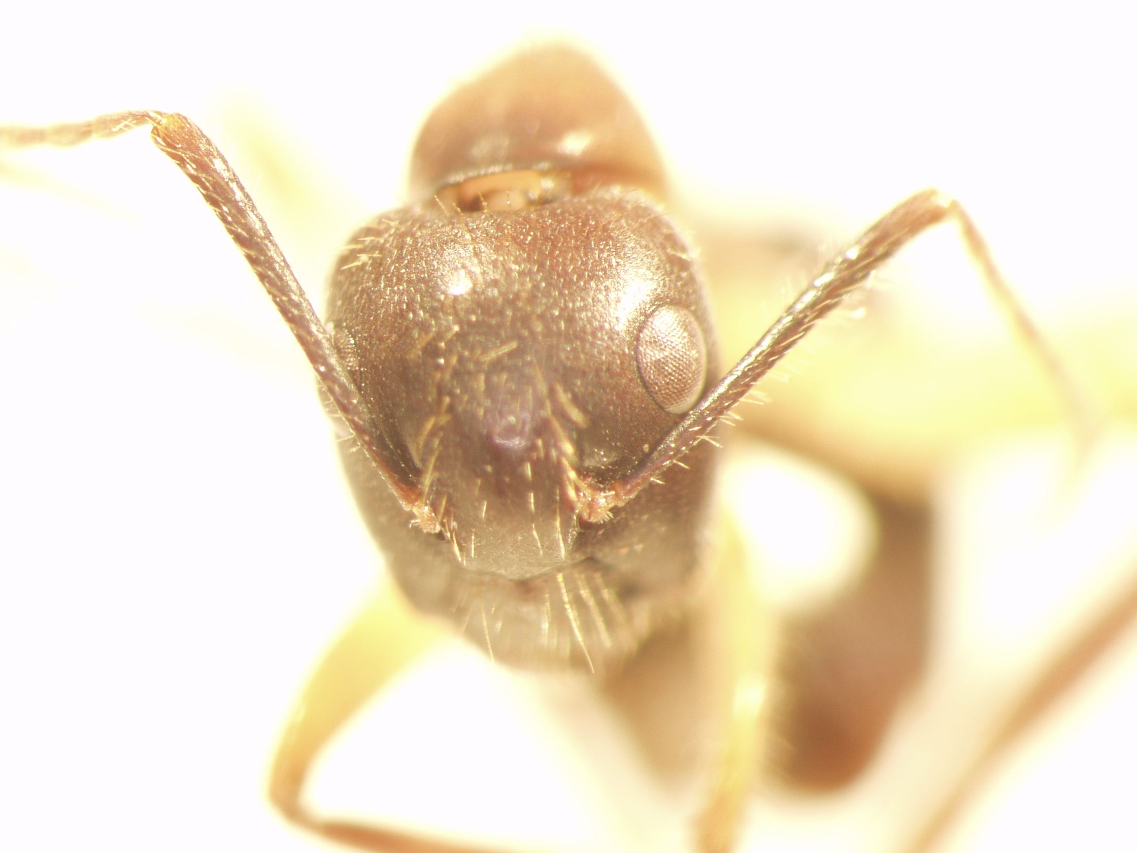 Camponotus 62 frontal