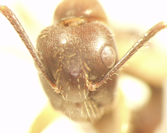 Camponotus 62 frontal