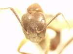 Camponotus 62 frontal