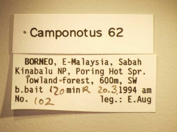 Camponotus 62 Label