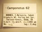 Camponotus 62 Label