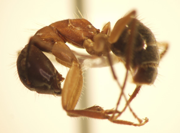 Camponotus 62 lateral
