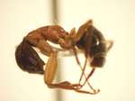 Camponotus 62 lateral