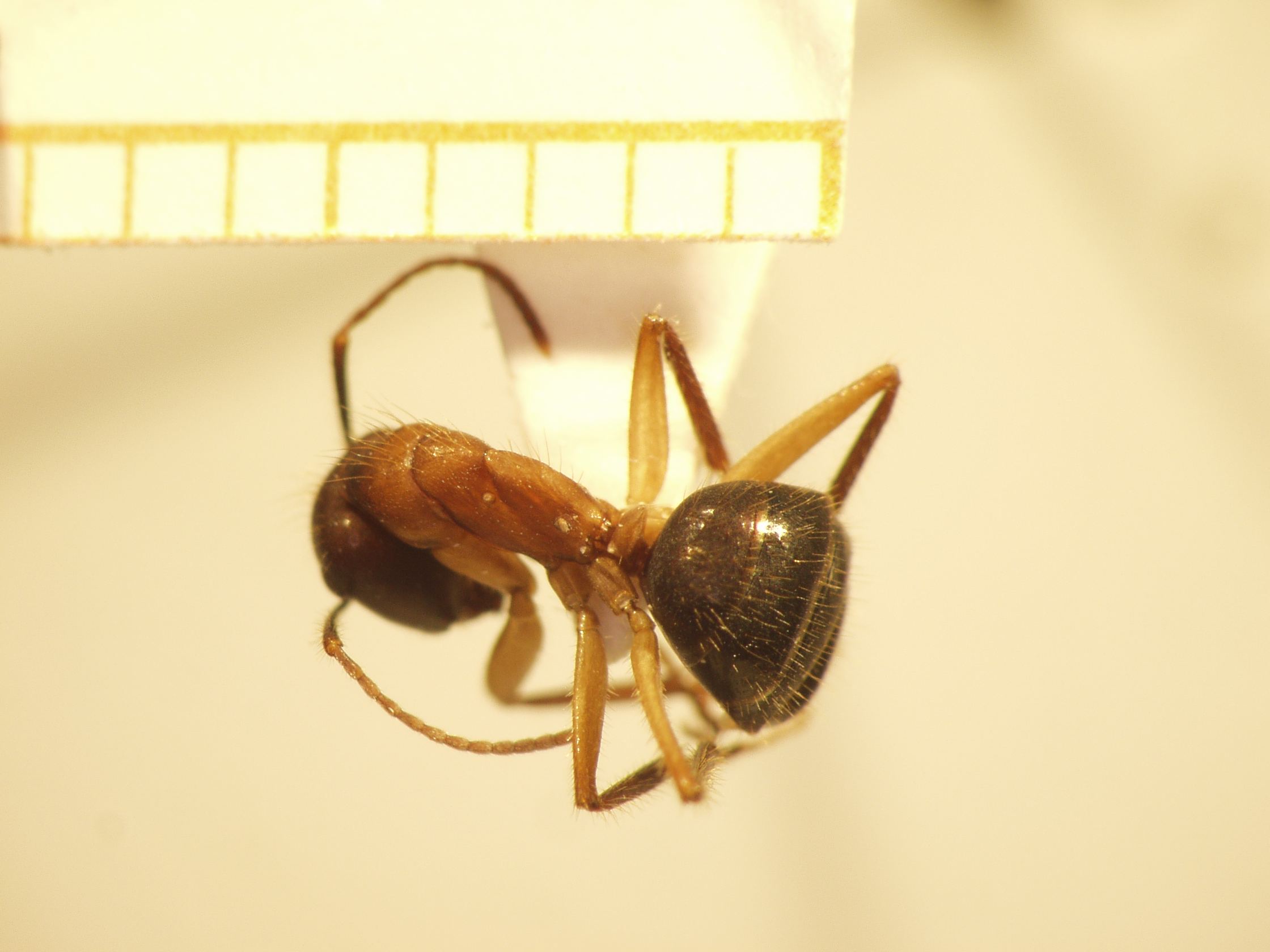 Camponotus 62 dorsal