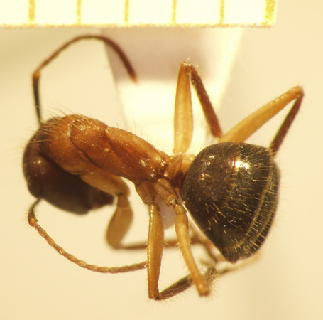 Camponotus 62 dorsal