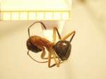 Camponotus 62 dorsal