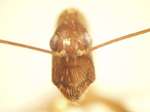 Camponotus 63 frontal