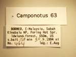 Camponotus 63 Label