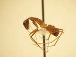 Camponotus 63 lateral