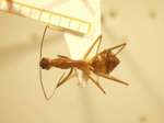 Camponotus 63 dorsal