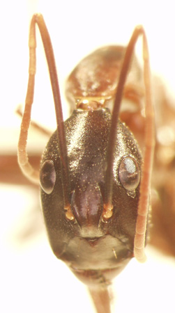 Camponotus 64 frontal