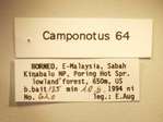Camponotus 64 Label