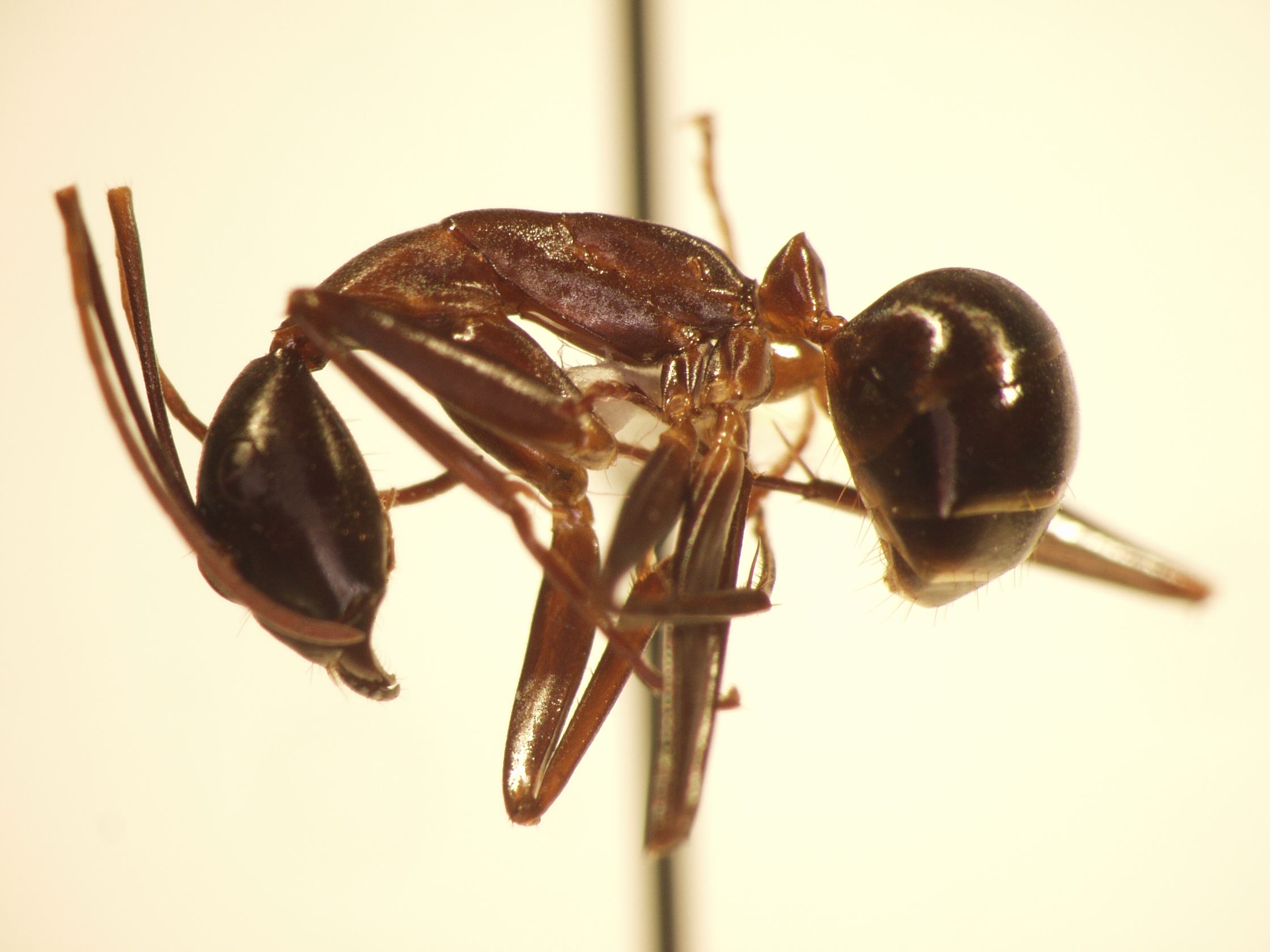 Camponotus 64 lateral