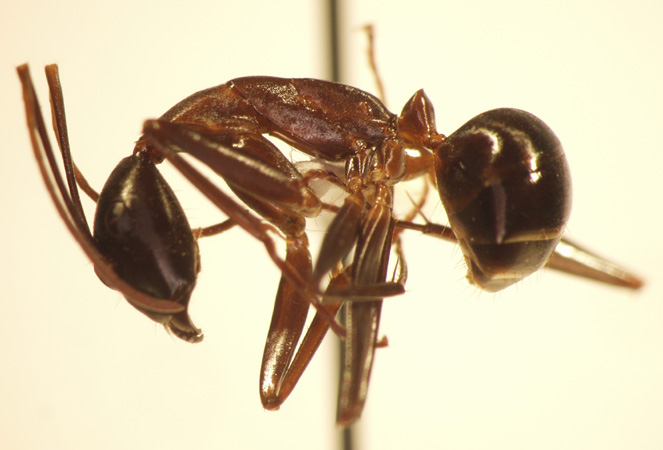 Camponotus 64 lateral