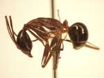 Camponotus 64 lateral