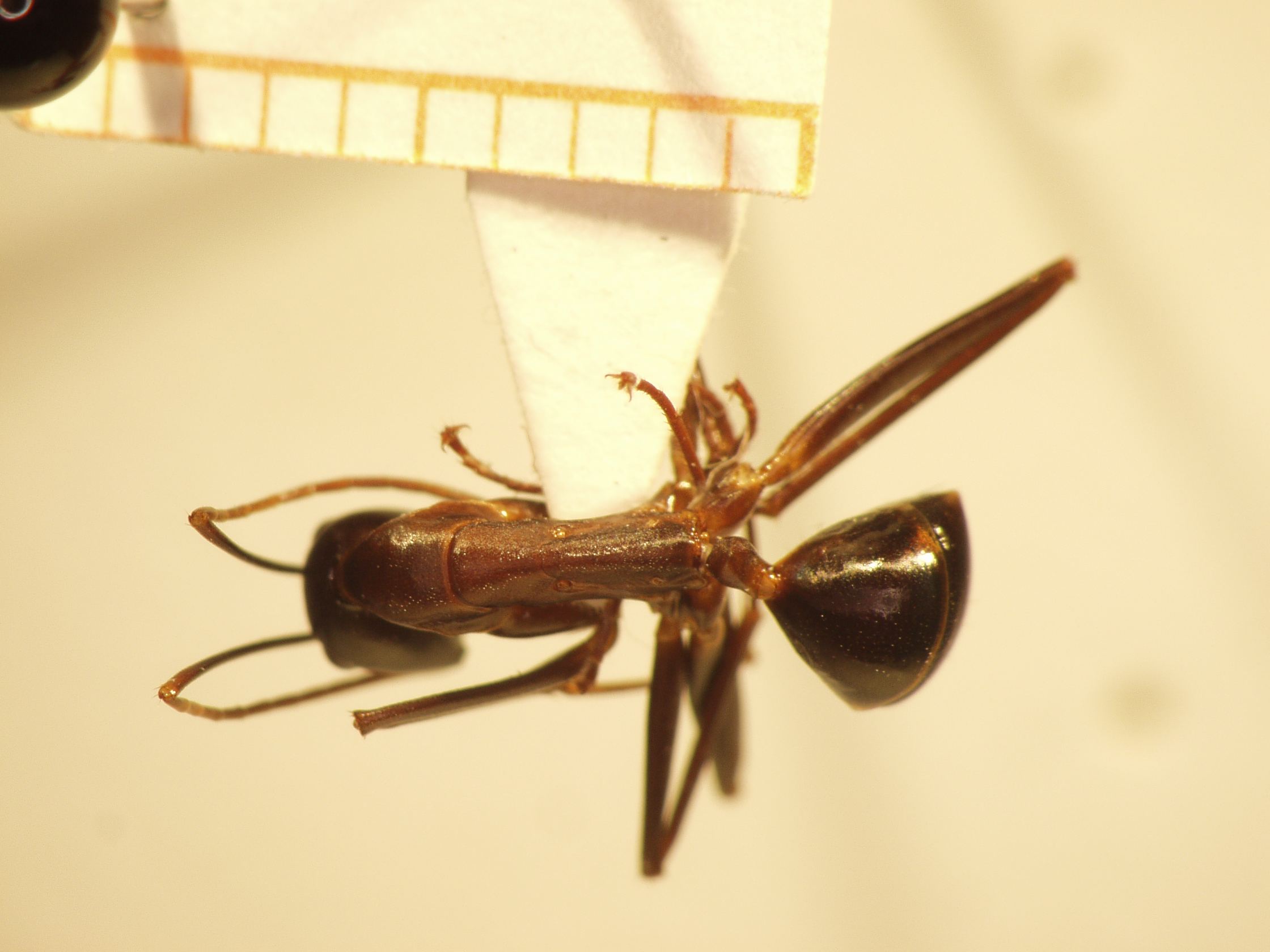 Camponotus 64 dorsal