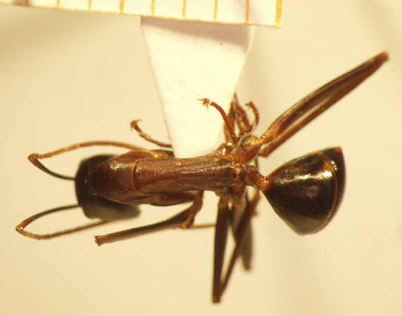 Camponotus 64 dorsal