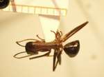 Camponotus 64 dorsal
