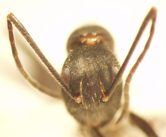 Camponotus 65 frontal