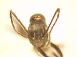 Camponotus 65 frontal
