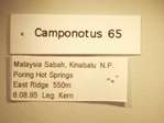 Camponotus 65 Label