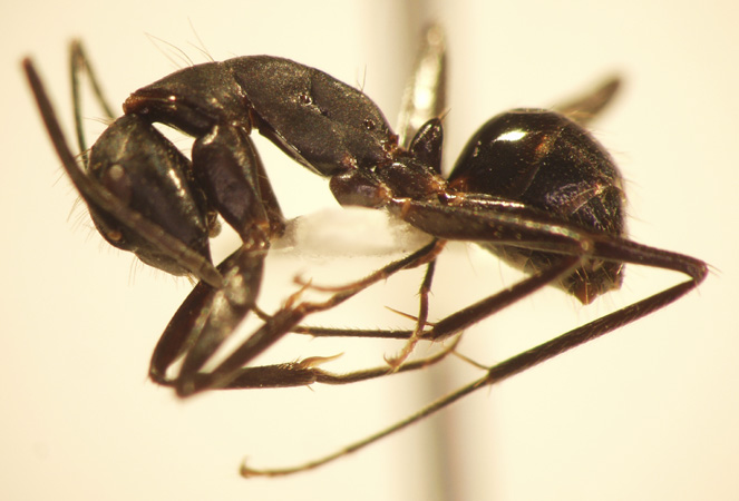 Camponotus 65 lateral