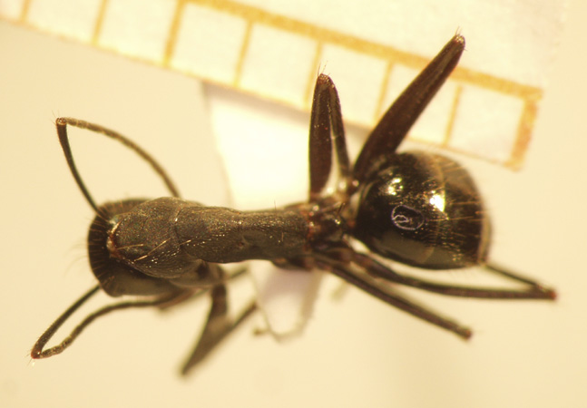 Camponotus 65 dorsal