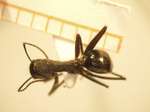 Camponotus 65 dorsal