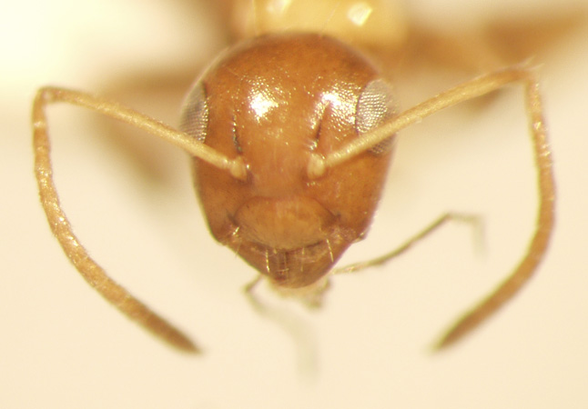 Camponotus 66 frontal