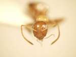 Camponotus 66 frontal