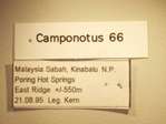 Camponotus 66 Label
