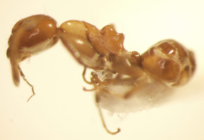Camponotus 66 lateral