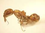 Camponotus 66 lateral