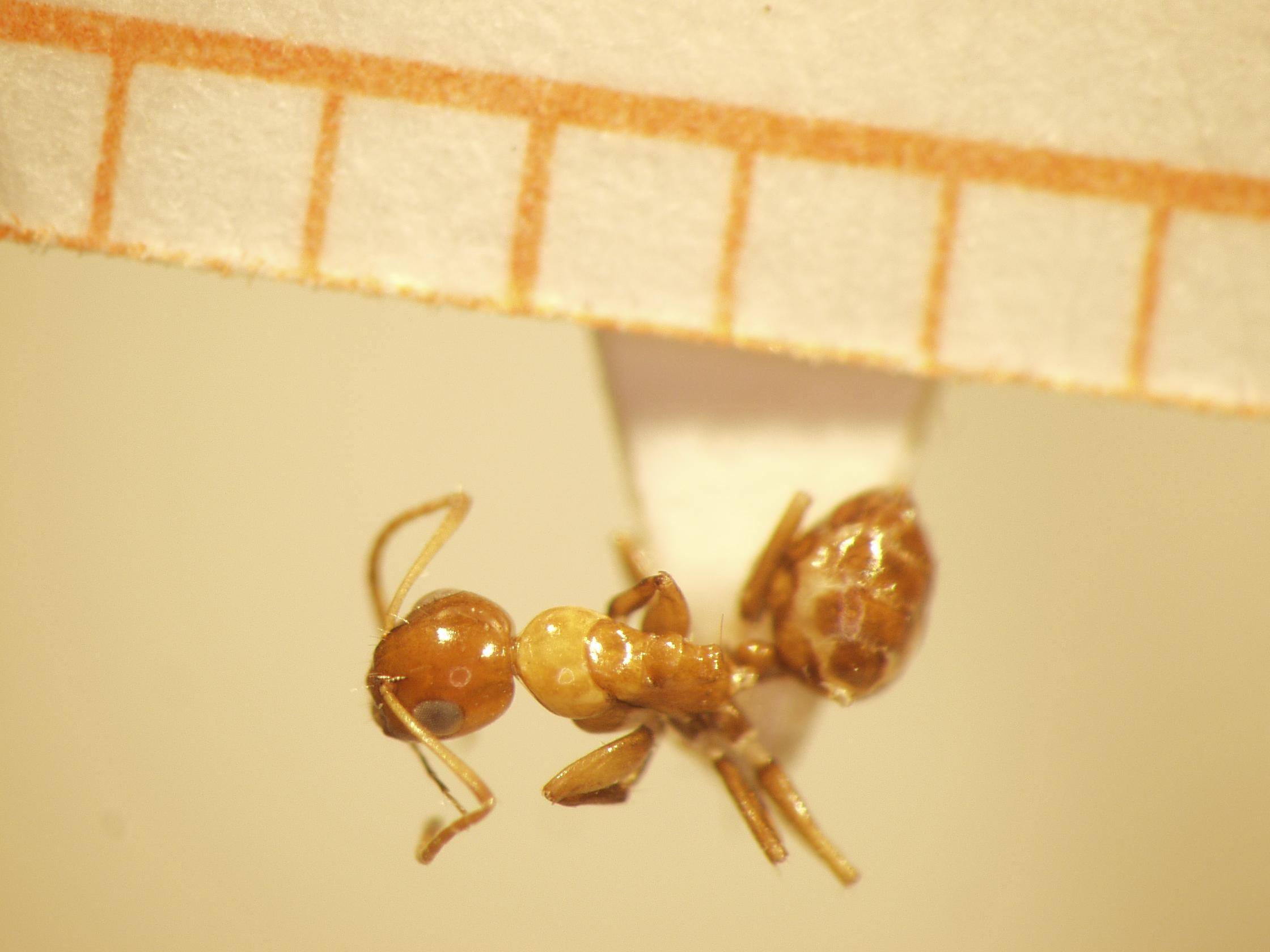 Camponotus 66 dorsal