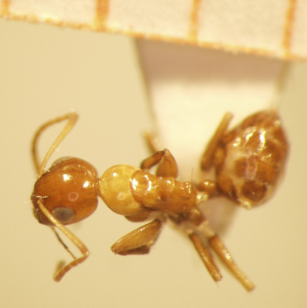 Camponotus 66 dorsal