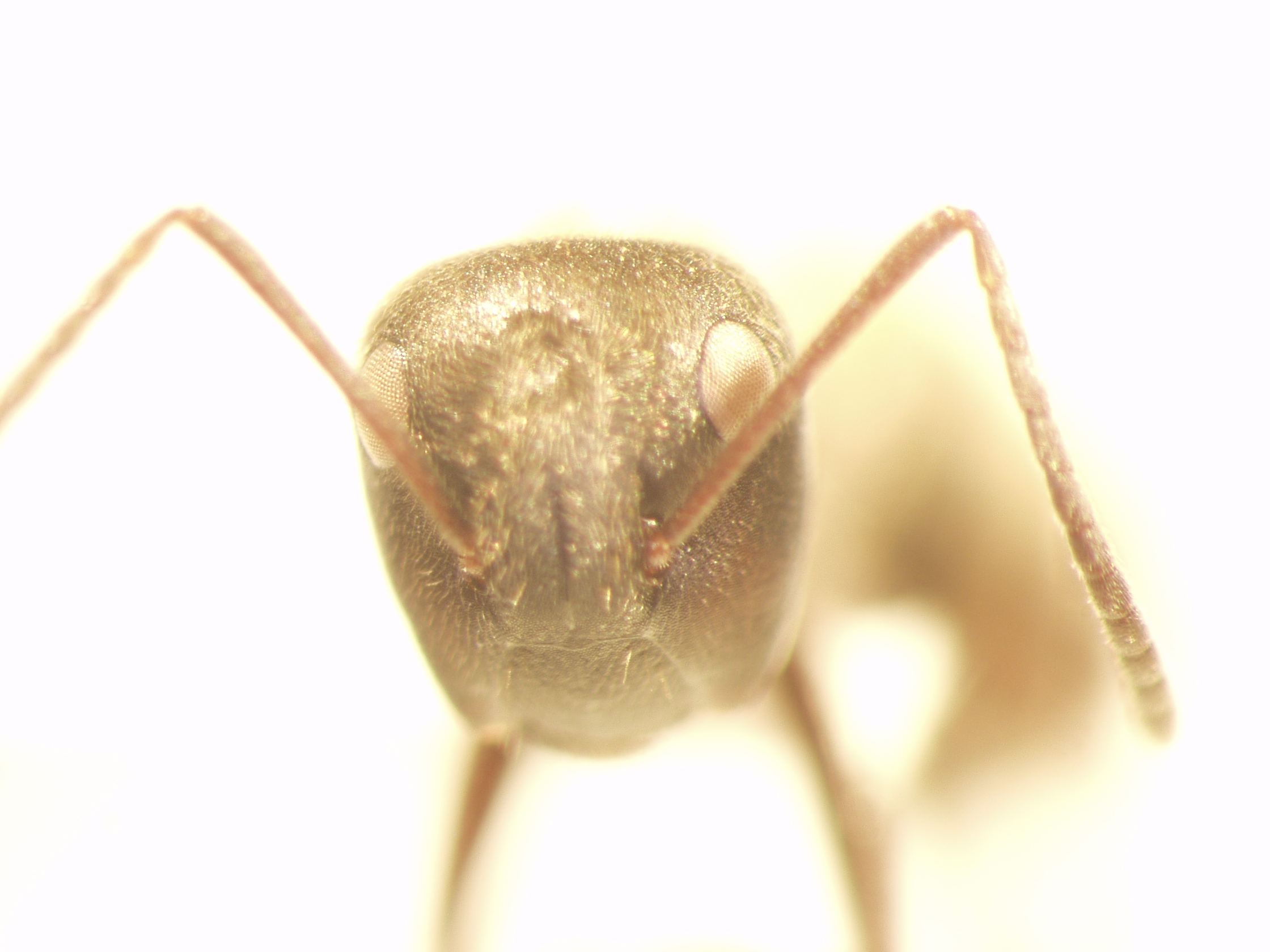 Camponotus 67 frontal