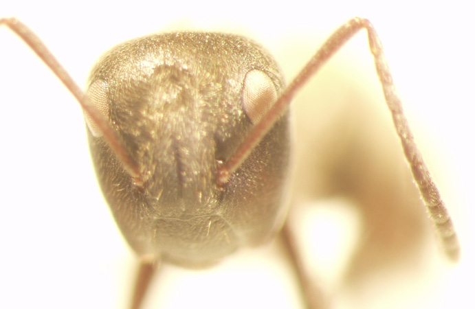 Camponotus 67 frontal