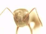 Camponotus 67 frontal