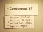 Camponotus 67 Label