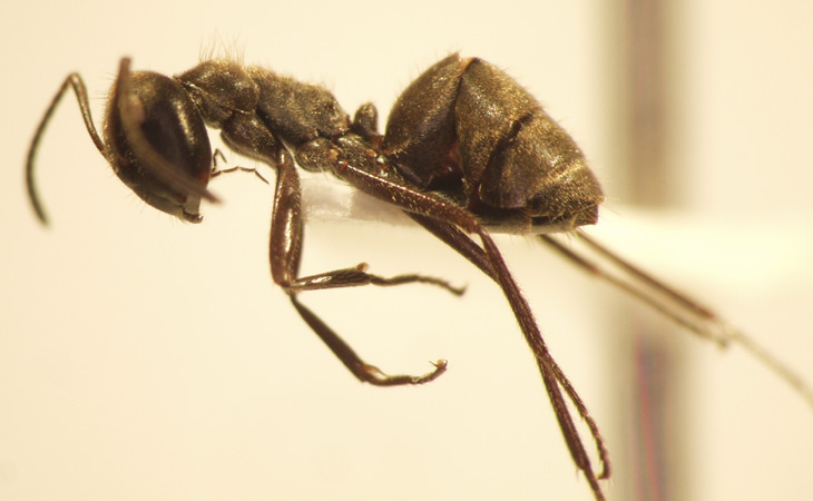 Camponotus 67 lateral